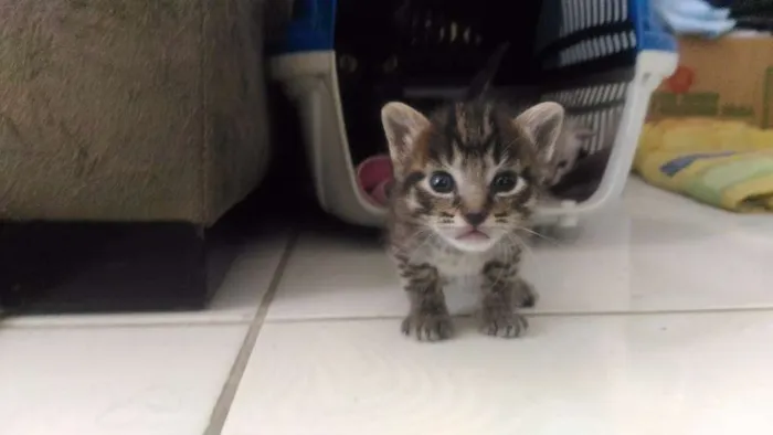 Gato ra a Raças misturadas idade 2 a 6 meses nome Gato rajadinho