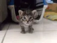 Gato rajadinho