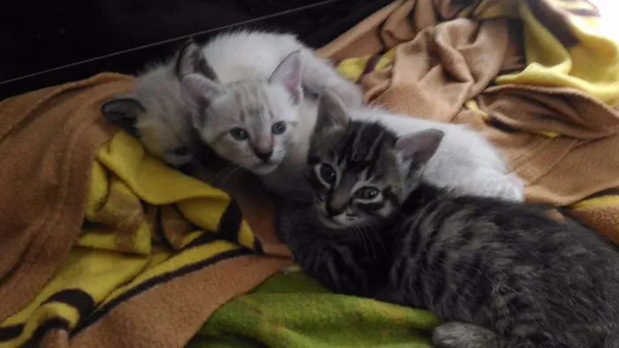 Gato ra a Raças misturadas idade 2 a 6 meses nome Gato rajadinho
