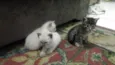 Gato rajadinho