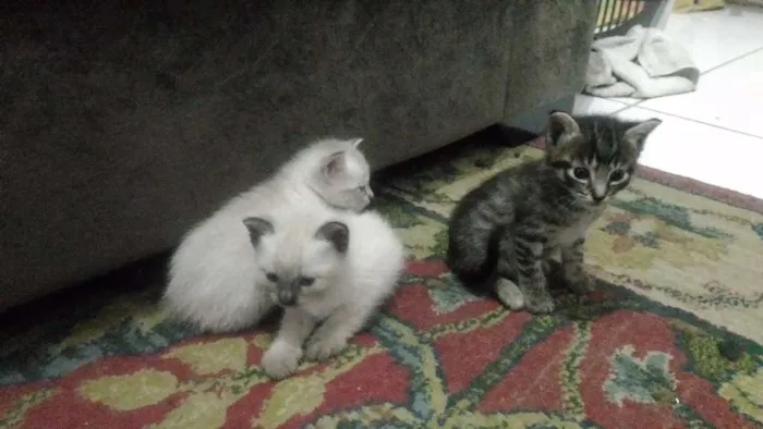 Gato ra a Raças misturadas idade 2 a 6 meses nome Gato rajadinho