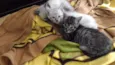 Gato rajadinho