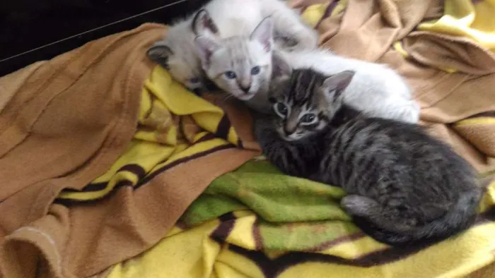 Gato ra a Raças misturadas idade 2 a 6 meses nome Gato rajadinho