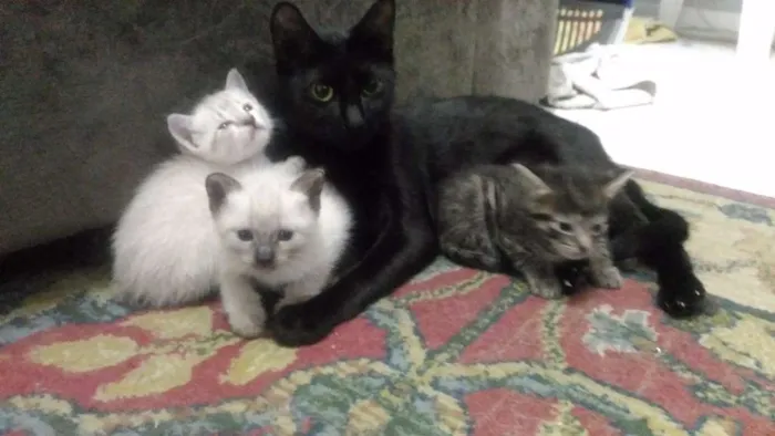Gato ra a Raças misturadas idade 2 a 6 meses nome Gato rajadinho