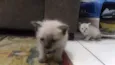 Gato rajadinho