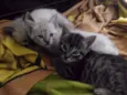 Gato rajadinho