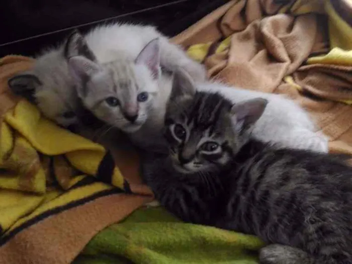 Gato ra a Raças misturadas idade 2 a 6 meses nome Gato rajadinho