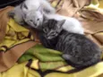Gato rajadinho
