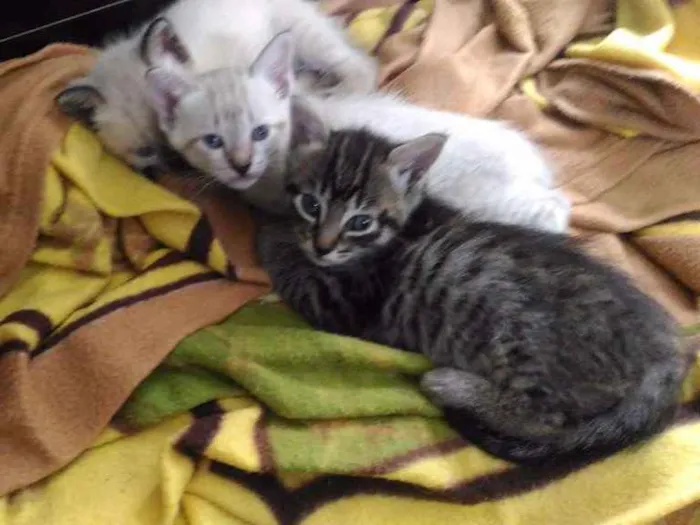 Gato ra a Raças misturadas idade 2 a 6 meses nome Gato rajadinho