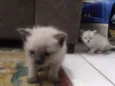 Gato rajadinho