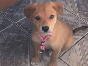 Cachorro raça vira lata idade 2 a 6 meses nome princesa