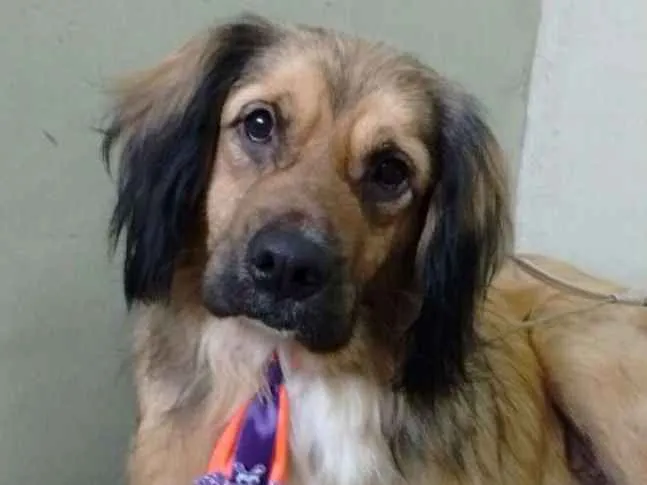 Cachorro ra a SRD idade 3 anos nome Hope