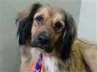 Cachorro raça SRD idade 3 anos nome Hope