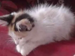 Gato raça  idade Abaixo de 2 meses nome Tom