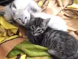 Gato rajadinho