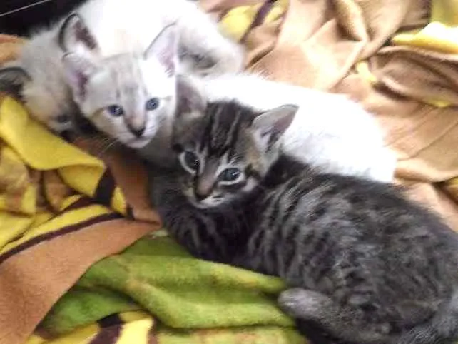 Gato ra a Raças misturadas idade 2 a 6 meses nome Gato rajadinho