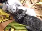 Gato raça Raças misturadas idade 2 a 6 meses nome Gato rajadinho