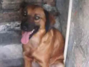 Cachorro raça Pastor alemão com fila idade 1 ano nome Linda