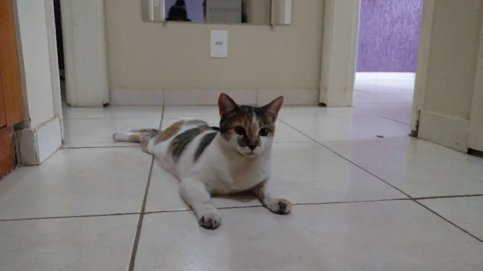 Gato ra a Indefinida idade 7 a 11 meses nome Lily