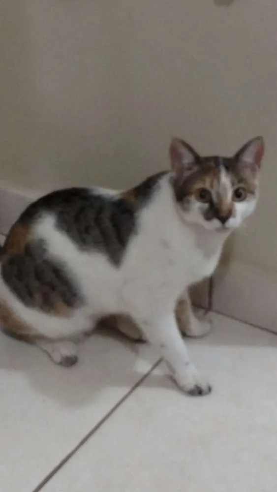 Gato ra a Indefinida idade 7 a 11 meses nome Lily