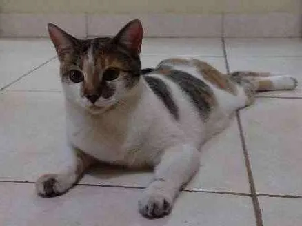 Gato ra a Indefinida idade 7 a 11 meses nome Lily