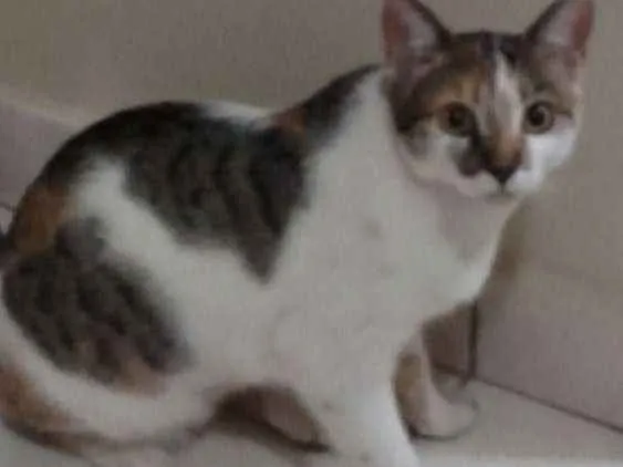 Gato ra a Indefinida idade 7 a 11 meses nome Lily