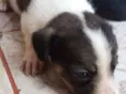 Pepe