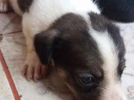 Cachorro ra a N idade Abaixo de 2 meses nome Pepe