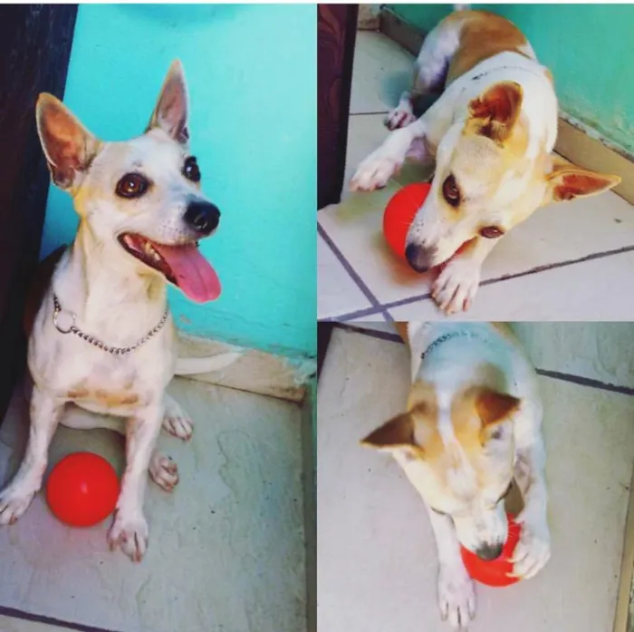 Cachorro ra a Pequeno idade 1 ano nome Tobias