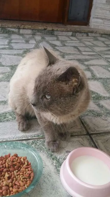 Gato ra a Siames idade 1 ano nome desconhecido