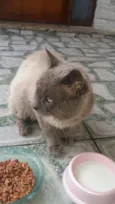 desconhecido