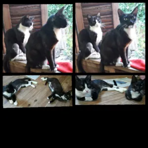 Gato raça  idade Abaixo de 2 meses nome Pretinha com branco 