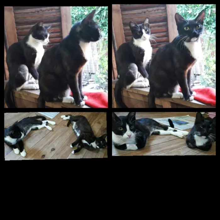 Gato ra a  idade Abaixo de 2 meses nome Pretinha com branco 