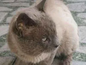 Gato raça Siames idade 1 ano nome desconhecido