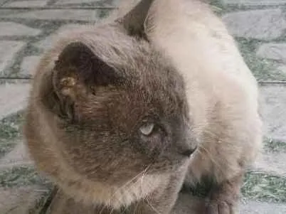 Gato ra a Siames idade 1 ano nome desconhecido