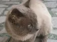 desconhecido