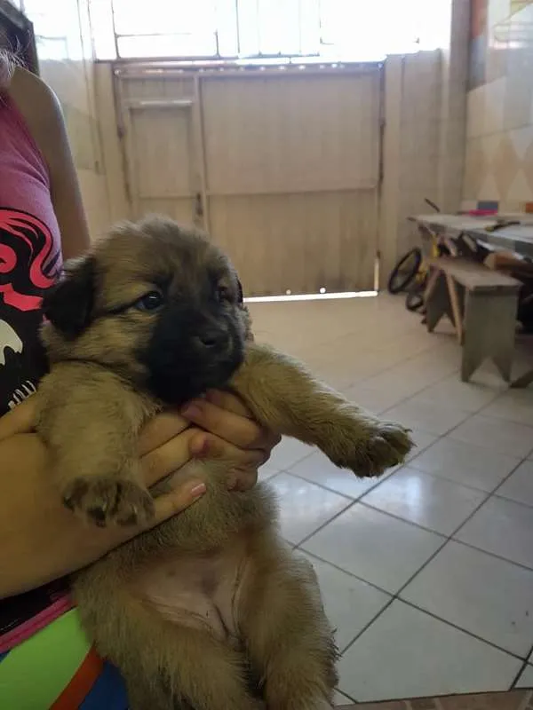 Cachorro ra a SRD idade Abaixo de 2 meses nome sem nome