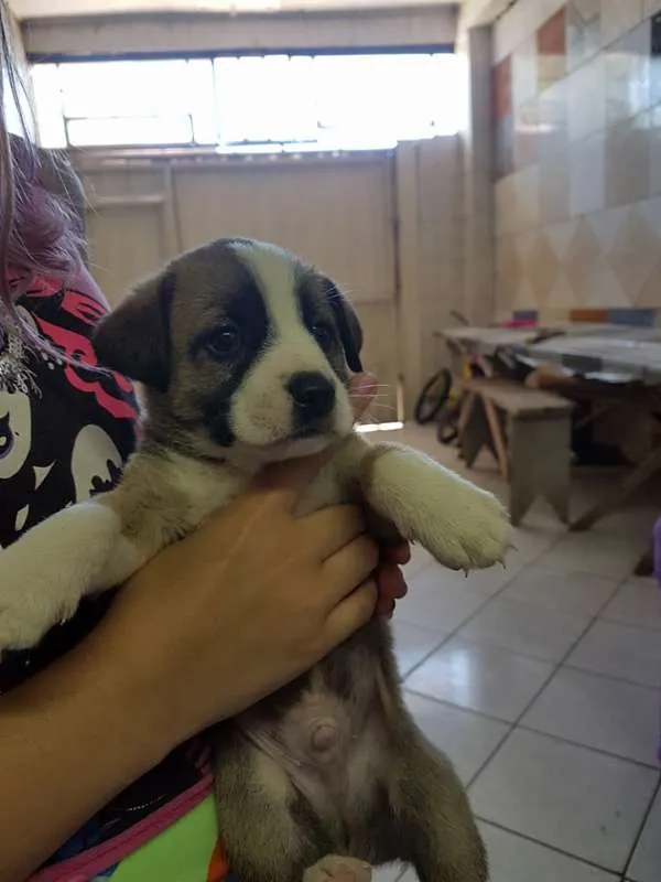 Cachorro ra a SRD idade Abaixo de 2 meses nome sem nome