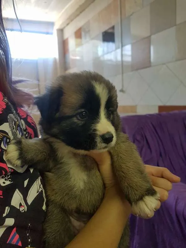 Cachorro ra a SRD idade Abaixo de 2 meses nome sem nome