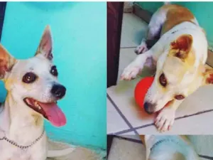 Cachorro raça Pequeno idade 1 ano nome Tobias