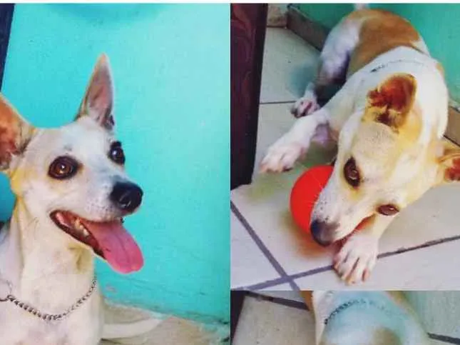 Cachorro ra a Pequeno idade 1 ano nome Tobias