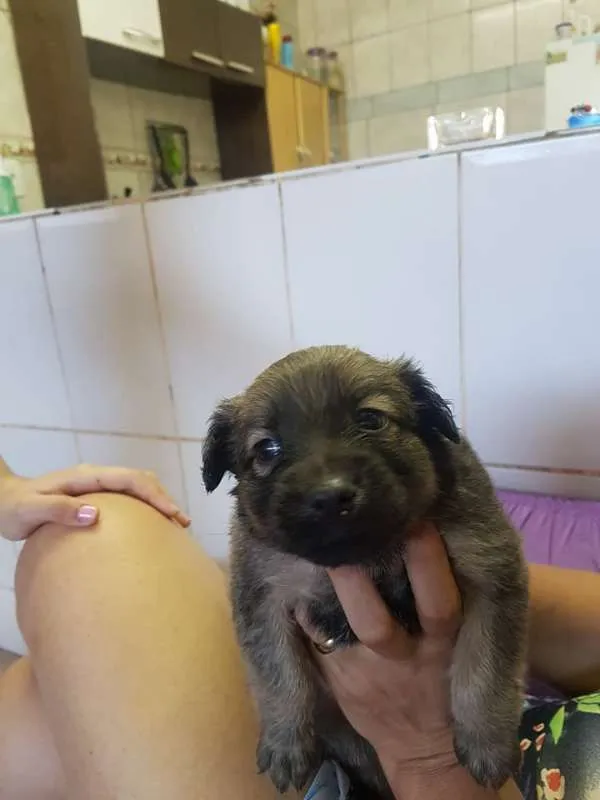 Cachorro ra a SRD idade Abaixo de 2 meses nome sem nome