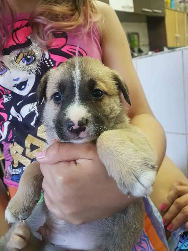 Cachorro ra a SRD idade Abaixo de 2 meses nome sem nome