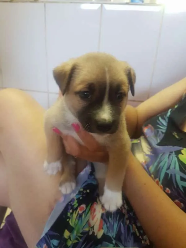Cachorro ra a SRD idade Abaixo de 2 meses nome sem nome