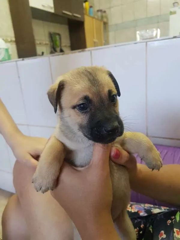 Cachorro ra a SRD idade Abaixo de 2 meses nome sem nome