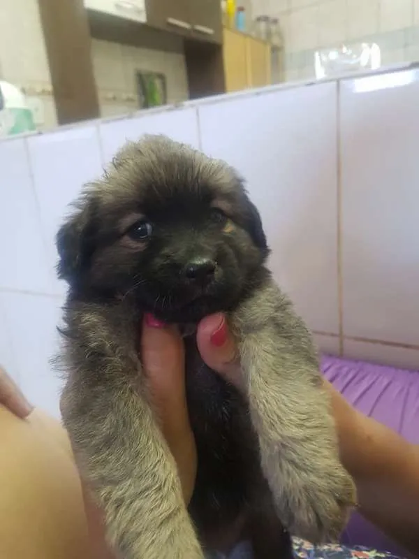 Cachorro ra a SRD idade Abaixo de 2 meses nome sem nome