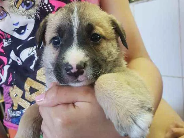 Cachorro ra a SRD idade Abaixo de 2 meses nome sem nome