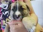 Cachorro raça SRD idade Abaixo de 2 meses nome sem nome