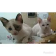 Gatinhas