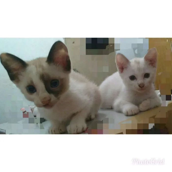 Gato ra a Vira lata idade 2 a 6 meses nome Gatinhas